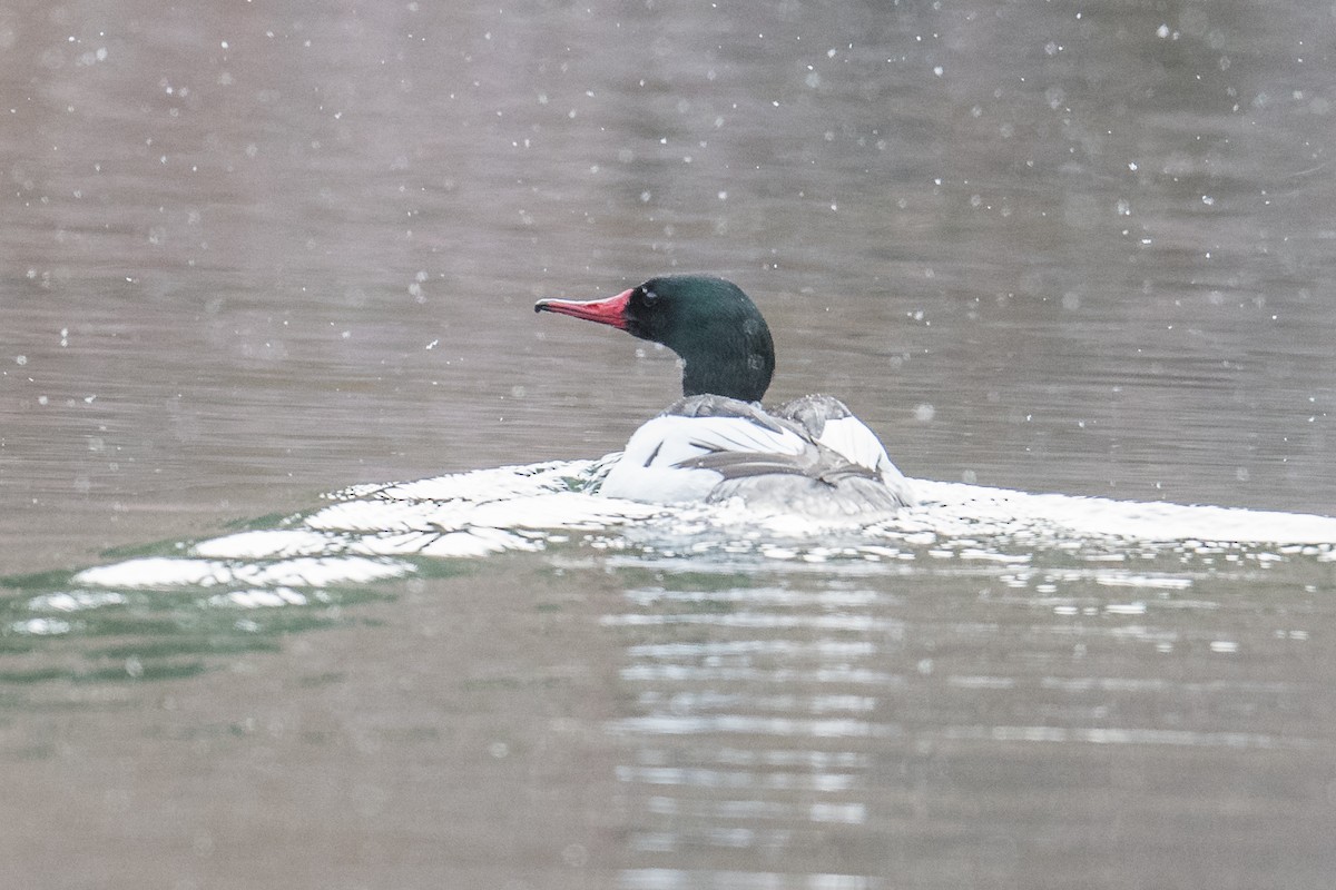 Common Merganser - ML218435251