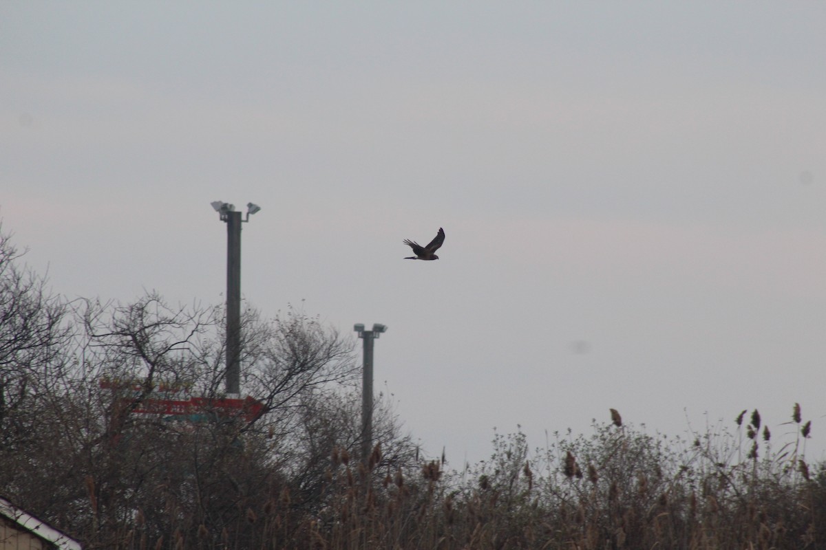 Northern Harrier - ML21843681