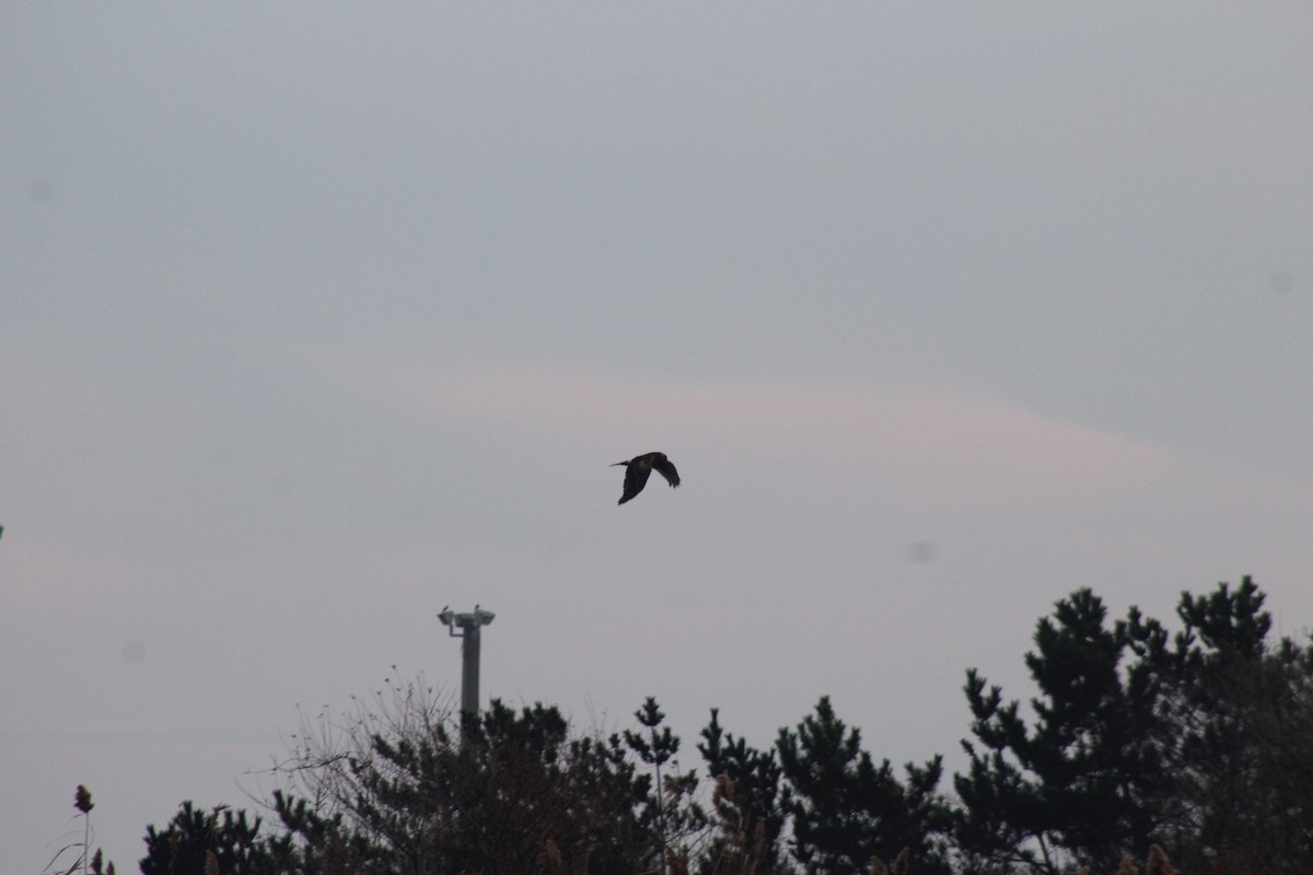 Northern Harrier - ML21843701