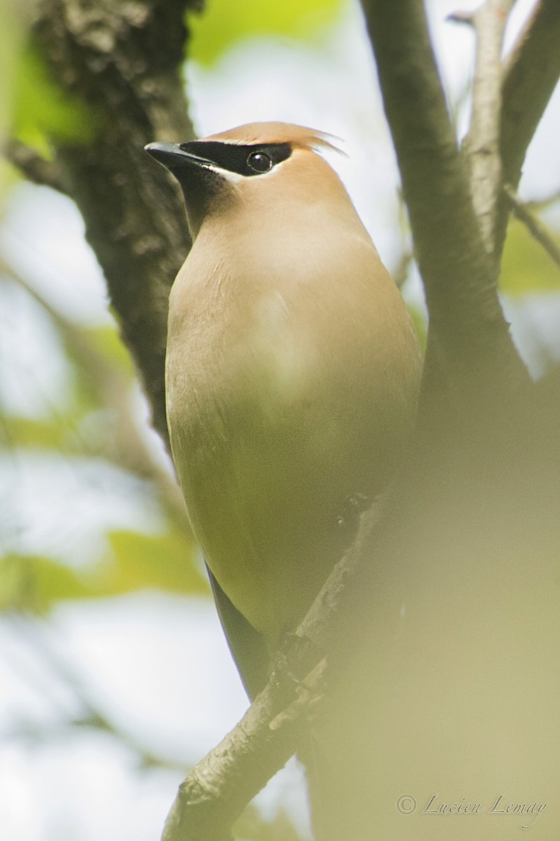 Cedar Waxwing - ML218437121