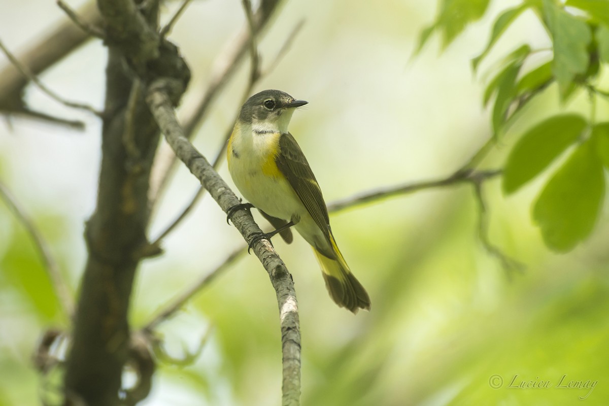 American Redstart - ML218437161