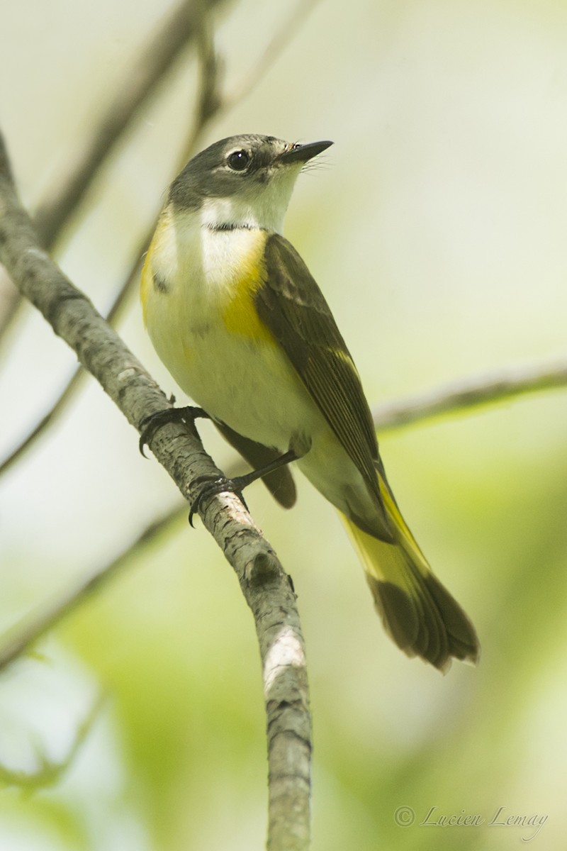 American Redstart - ML218437201