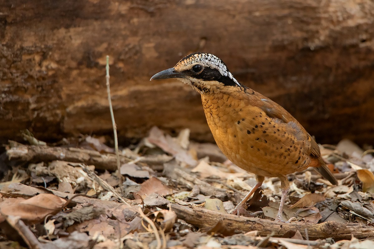 Eared Pitta - Ayuwat Jearwattanakanok
