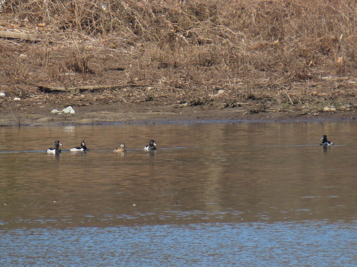 Ring-necked Duck - ML218438931