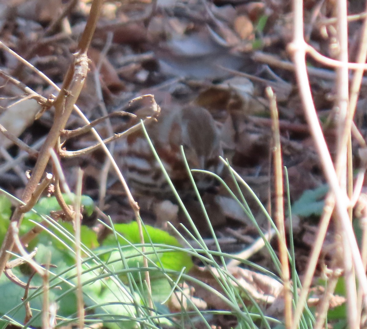Fox Sparrow - ML218439001