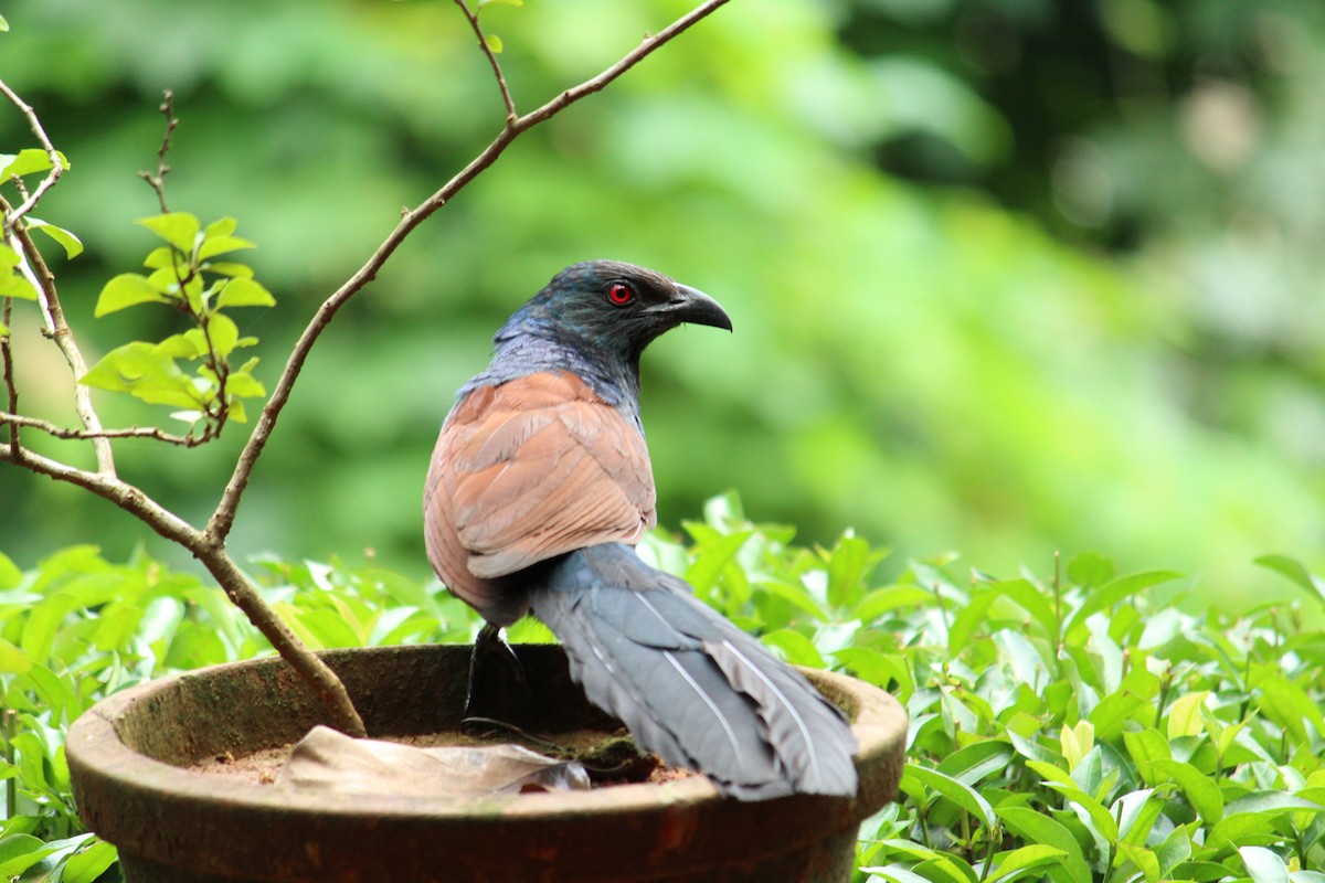 Greater Coucal - ML218441201