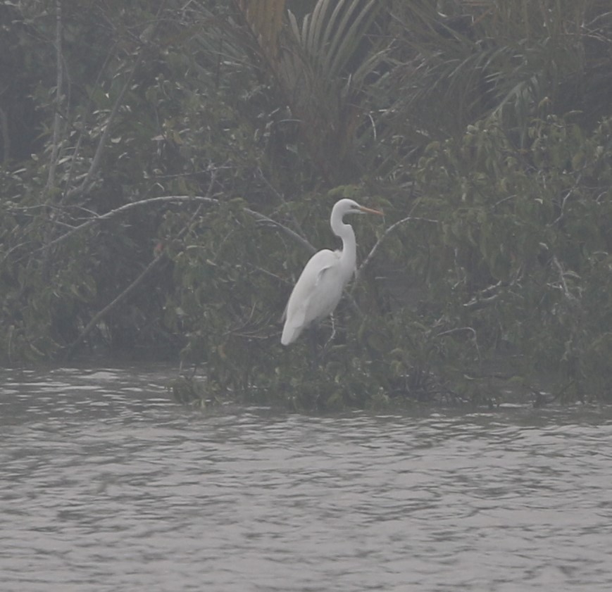 Great Egret - ML218442331