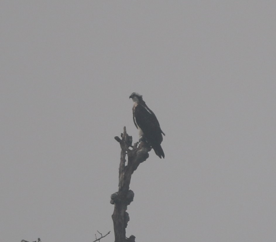 Osprey - ML218442351