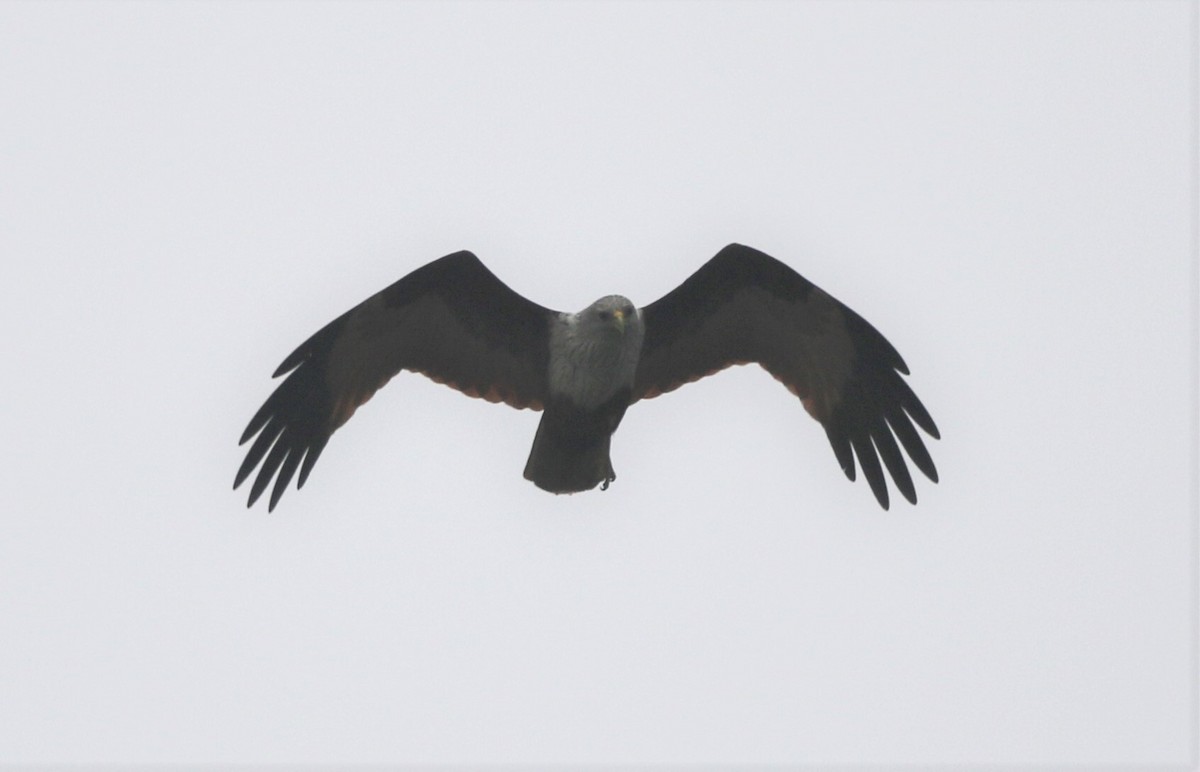 Brahminy Kite - ML218442511