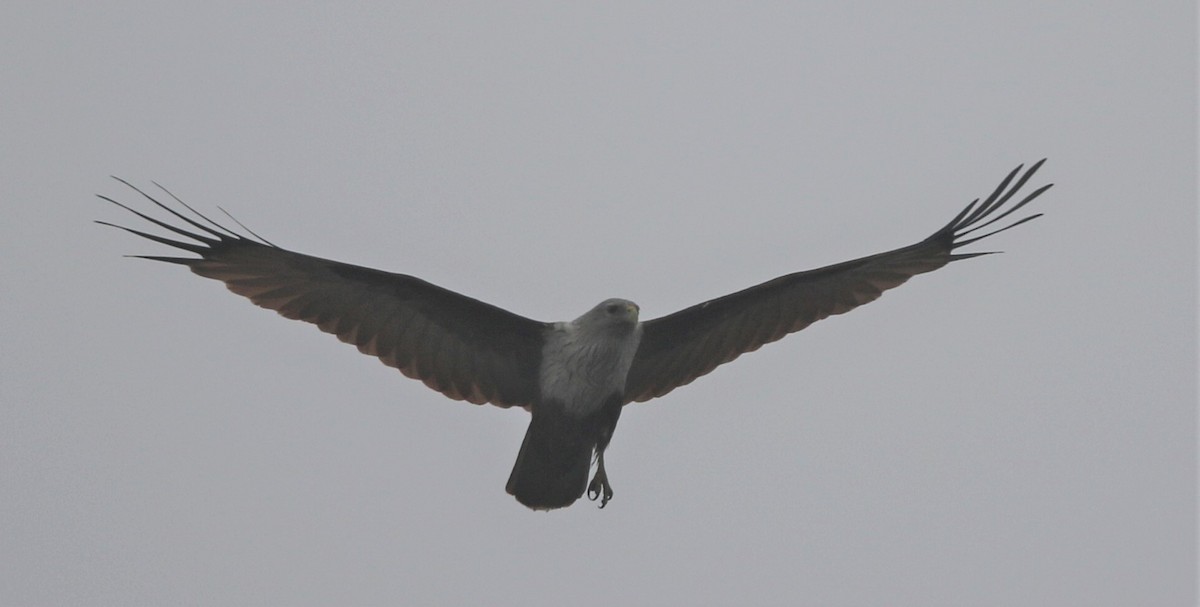 Brahminy Kite - ML218442531