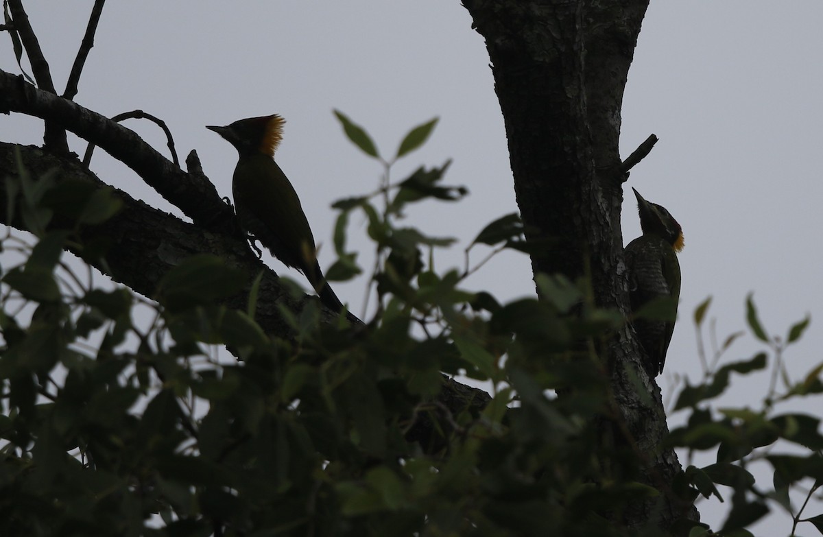 Lesser Yellownape - ML218442611