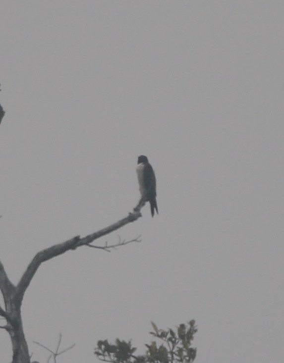 Peregrine Falcon - ML218442641