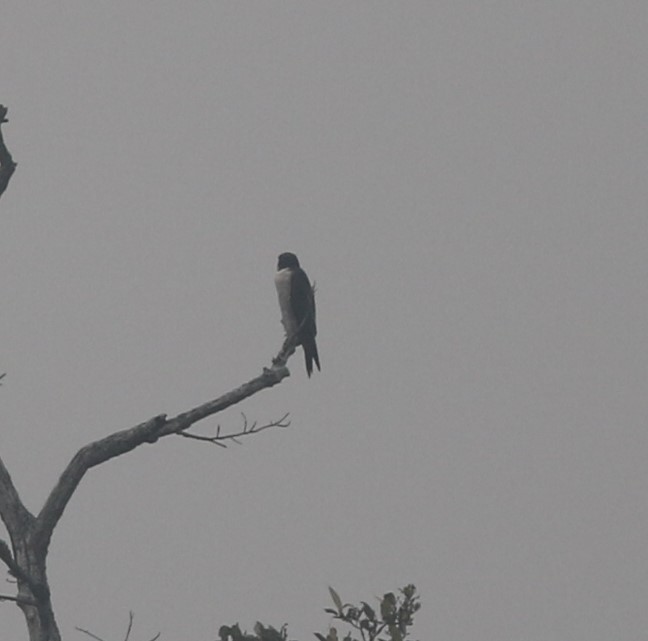 Peregrine Falcon - ML218442651