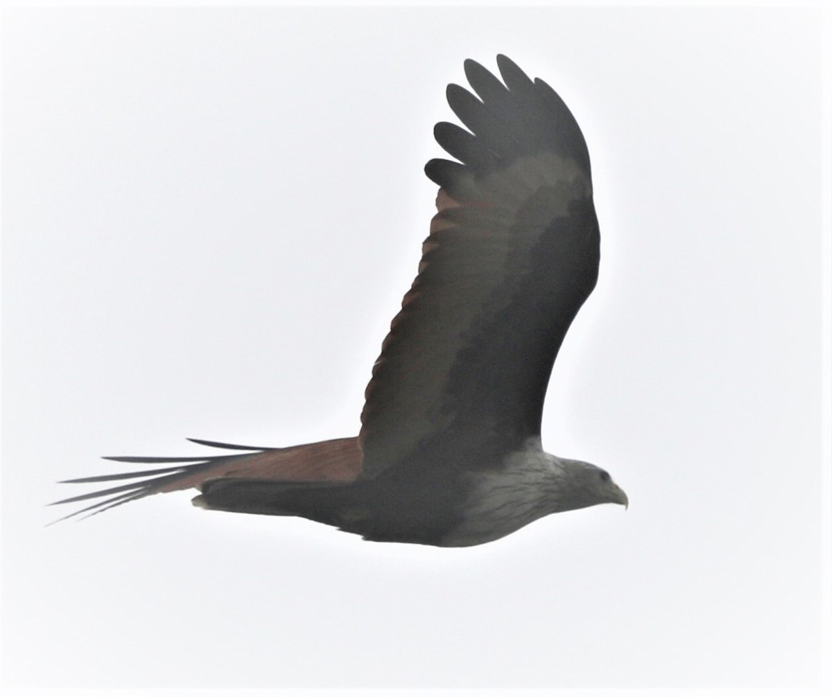 Brahminy Kite - ML218442901