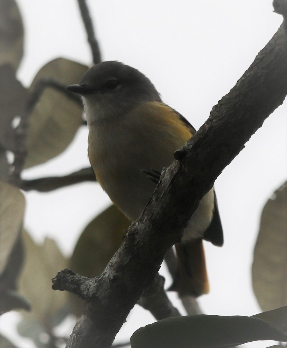 Small Minivet - ML218443031