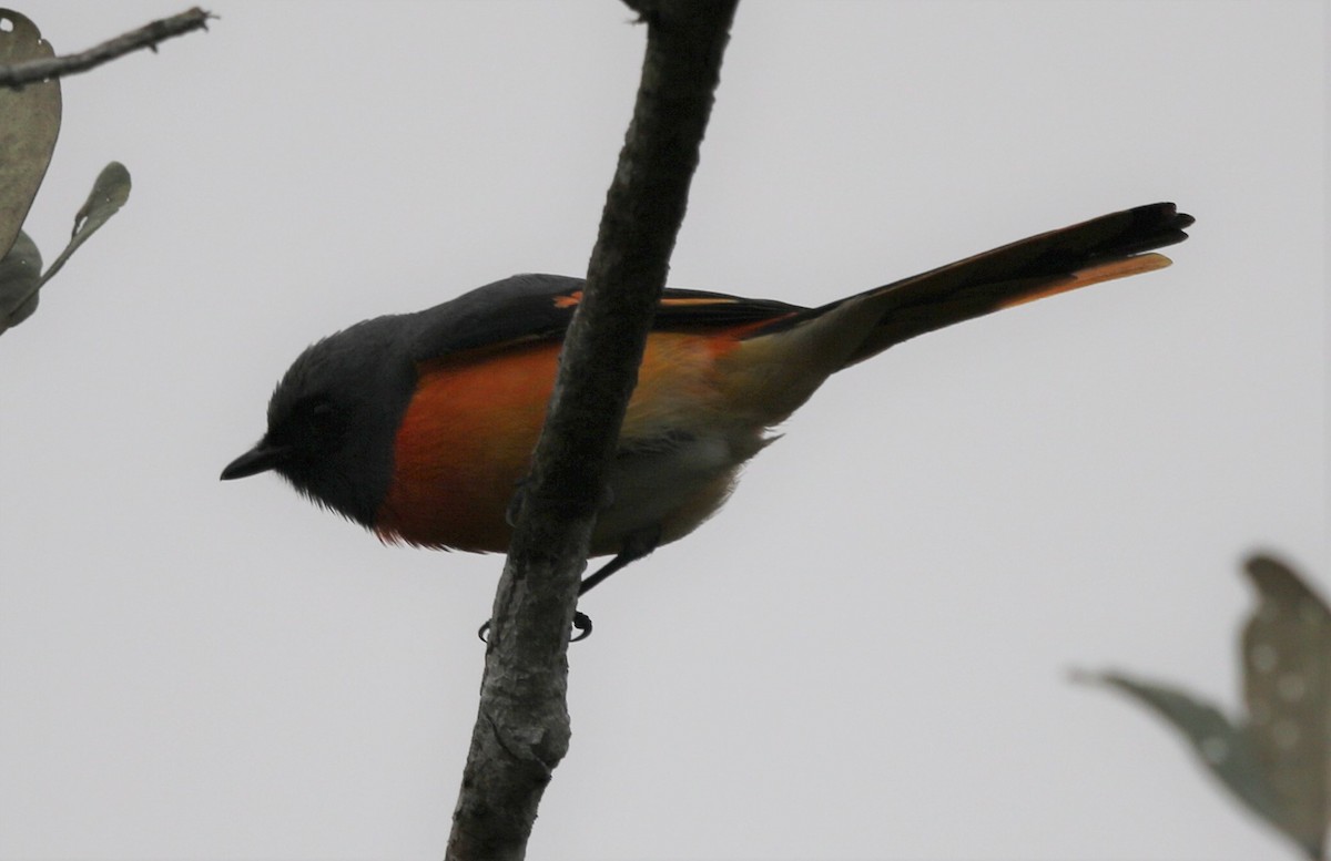 Small Minivet - ML218443041