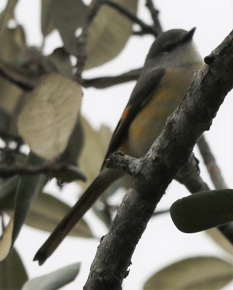 Small Minivet - ML218443081