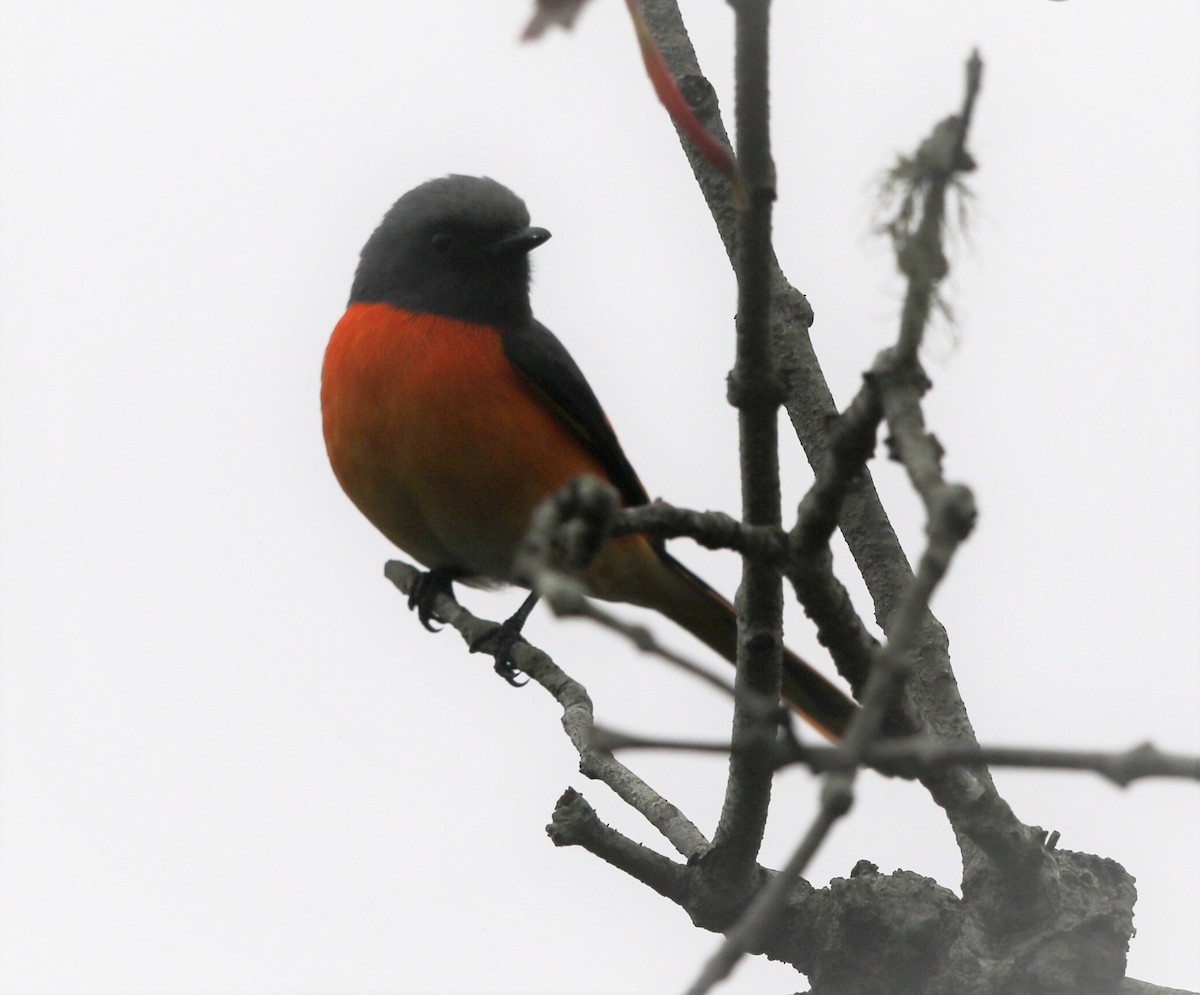 Small Minivet - ML218443091