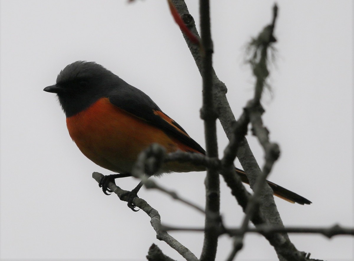 Small Minivet - ML218443121