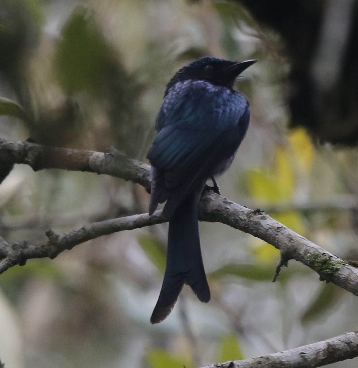 Bronzed Drongo - ML218443251