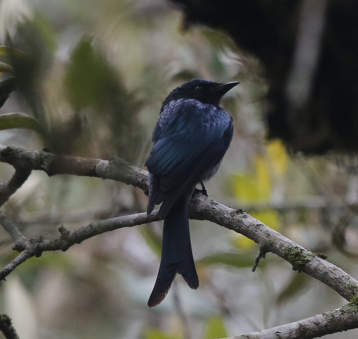 Bronzed Drongo - ML218443261