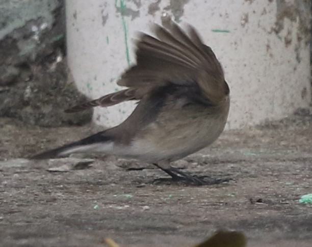 Taiga Flycatcher - ML218443341