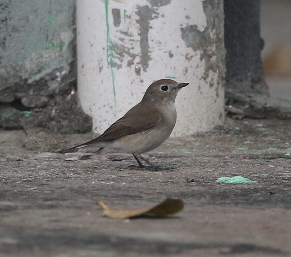Taiga Flycatcher - ML218443371