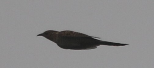 Plaintive Cuckoo - ML218443771