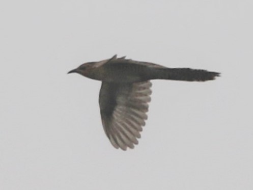Plaintive Cuckoo - ML218443811