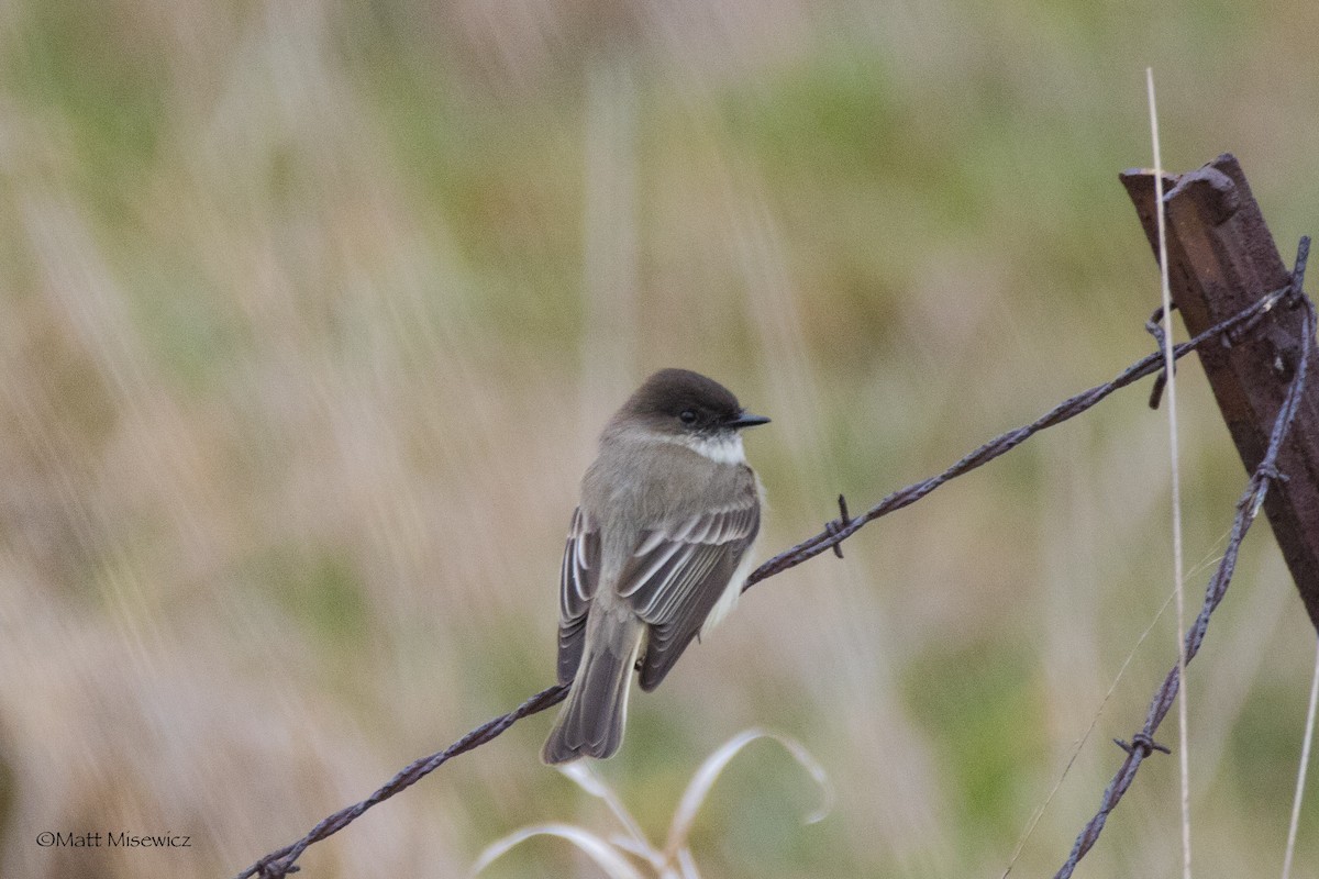 Eastern Phoebe - ML218444151