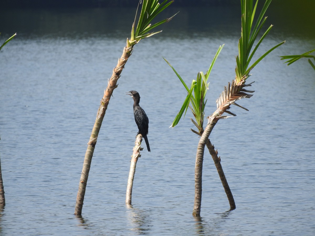 Cormorán de Java - ML218444321