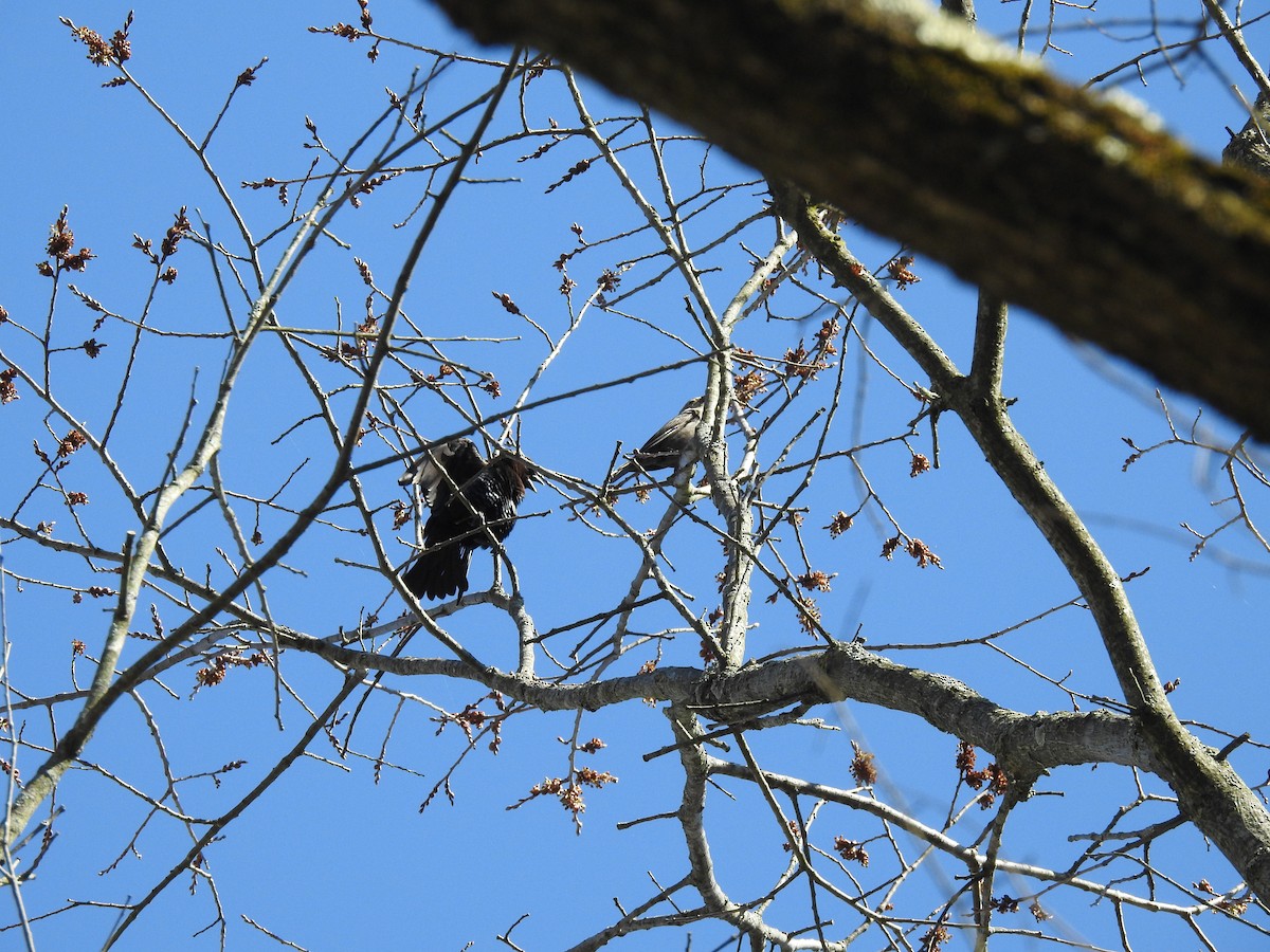 Brown-headed Cowbird - ML218444371