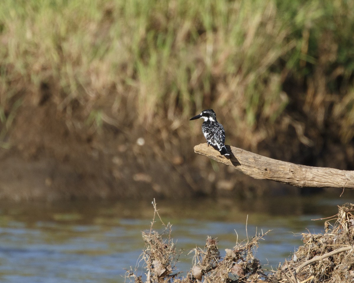 Pied Kingfisher - ML218445641