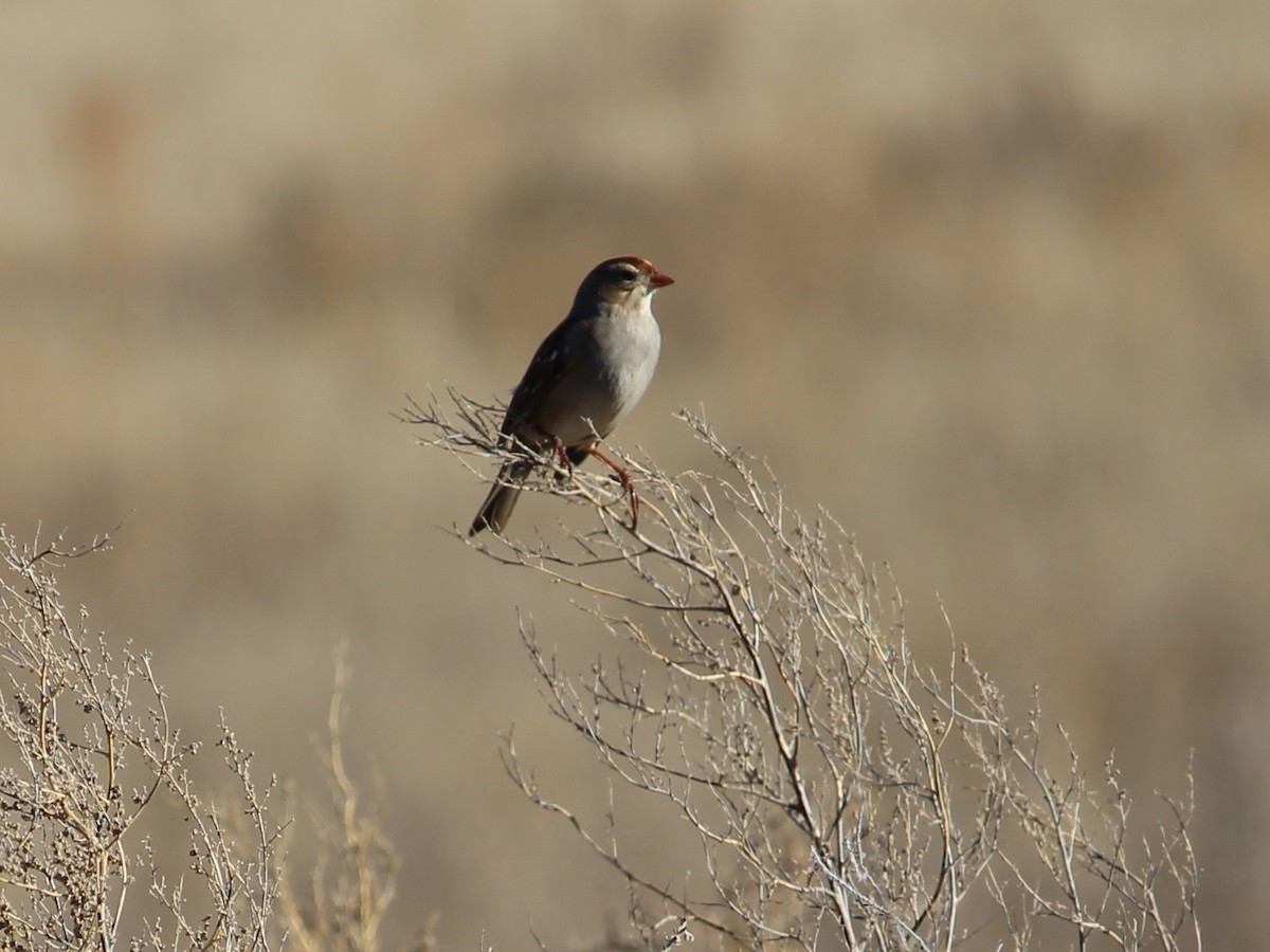 White-crowned Sparrow - ML21844651