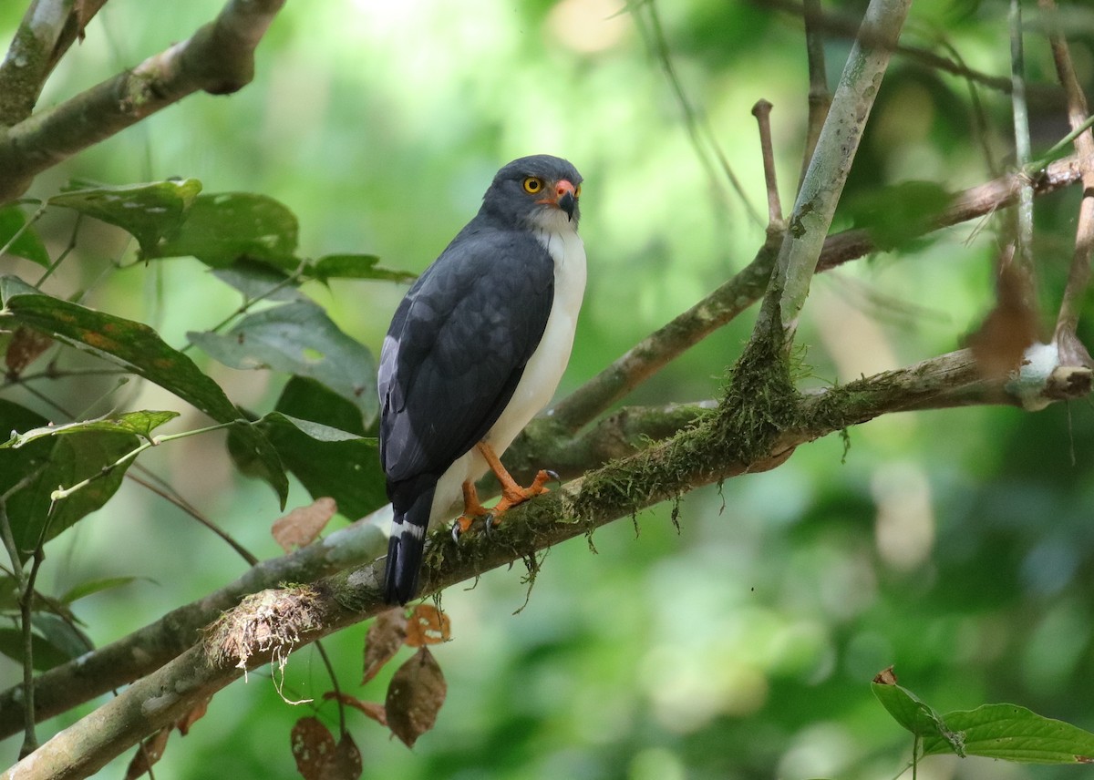 Semiplumbeous Hawk - Jonathan Slifkin