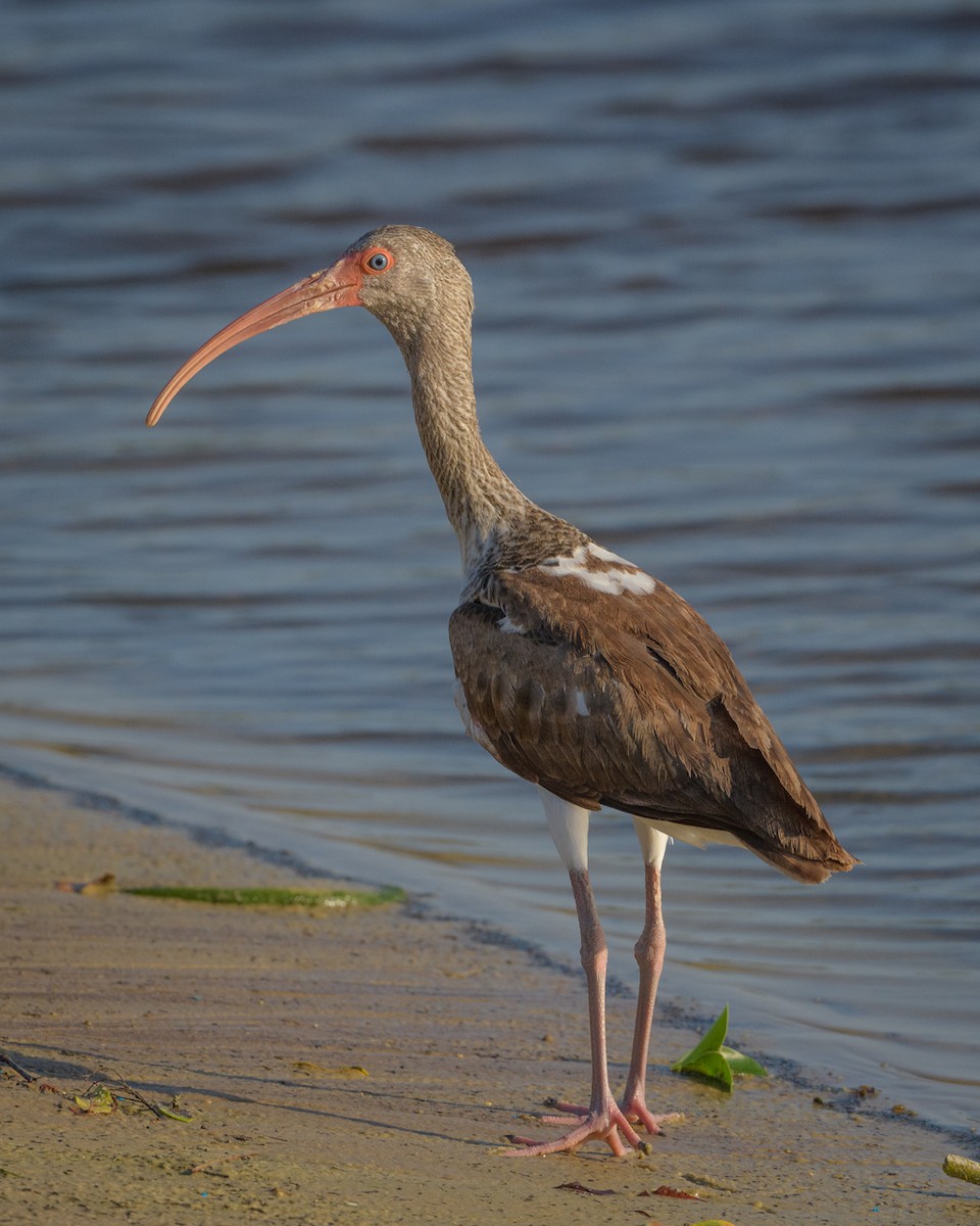 White Ibis - ML218453621