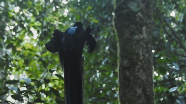 Black Sicklebill - ML218453691