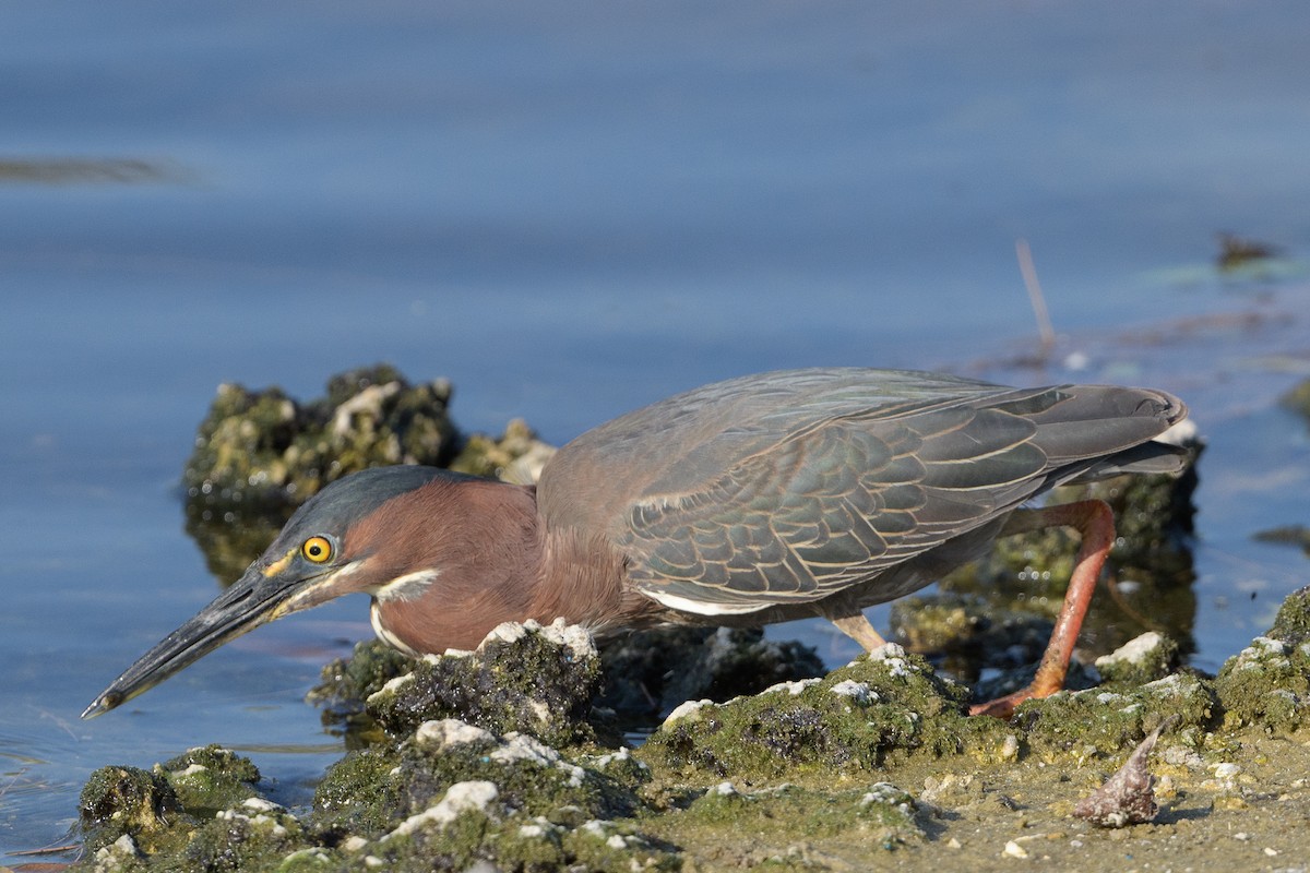 Green Heron - ML218453761