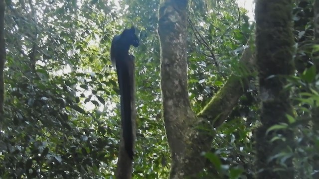 Black Sicklebill - ML218453871