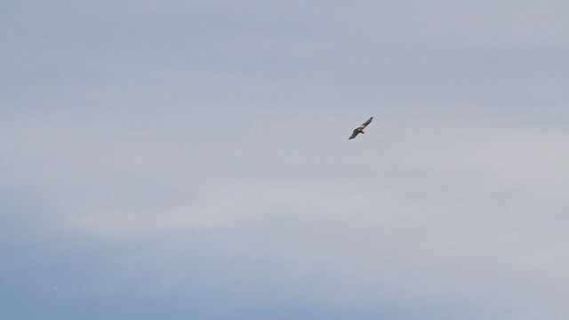 Rough-legged Hawk - ML218454391