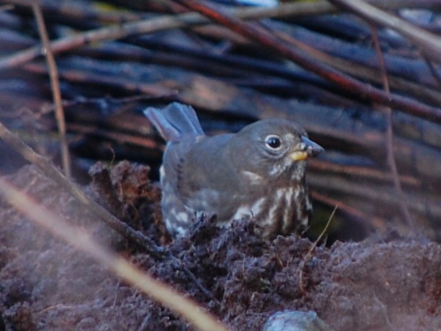 Fox Sparrow - ML21845511