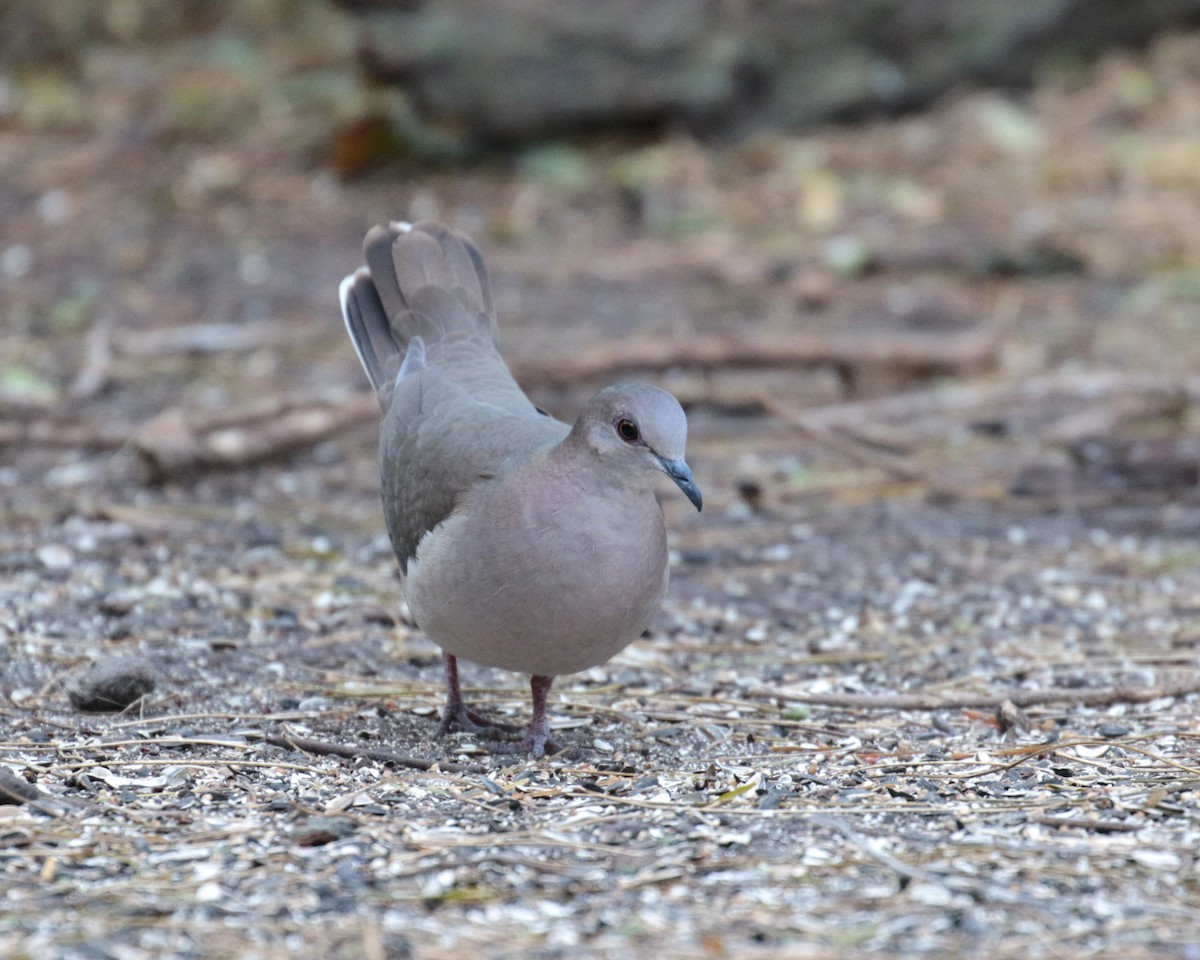 White-tipped Dove - Letha Slagle