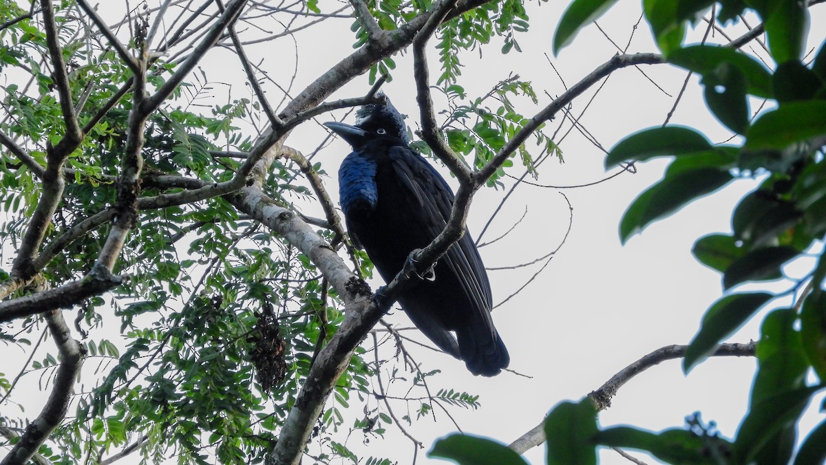 Amazonian Umbrellabird - ML218456721