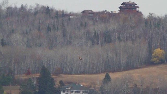 Rough-legged Hawk - ML218456751