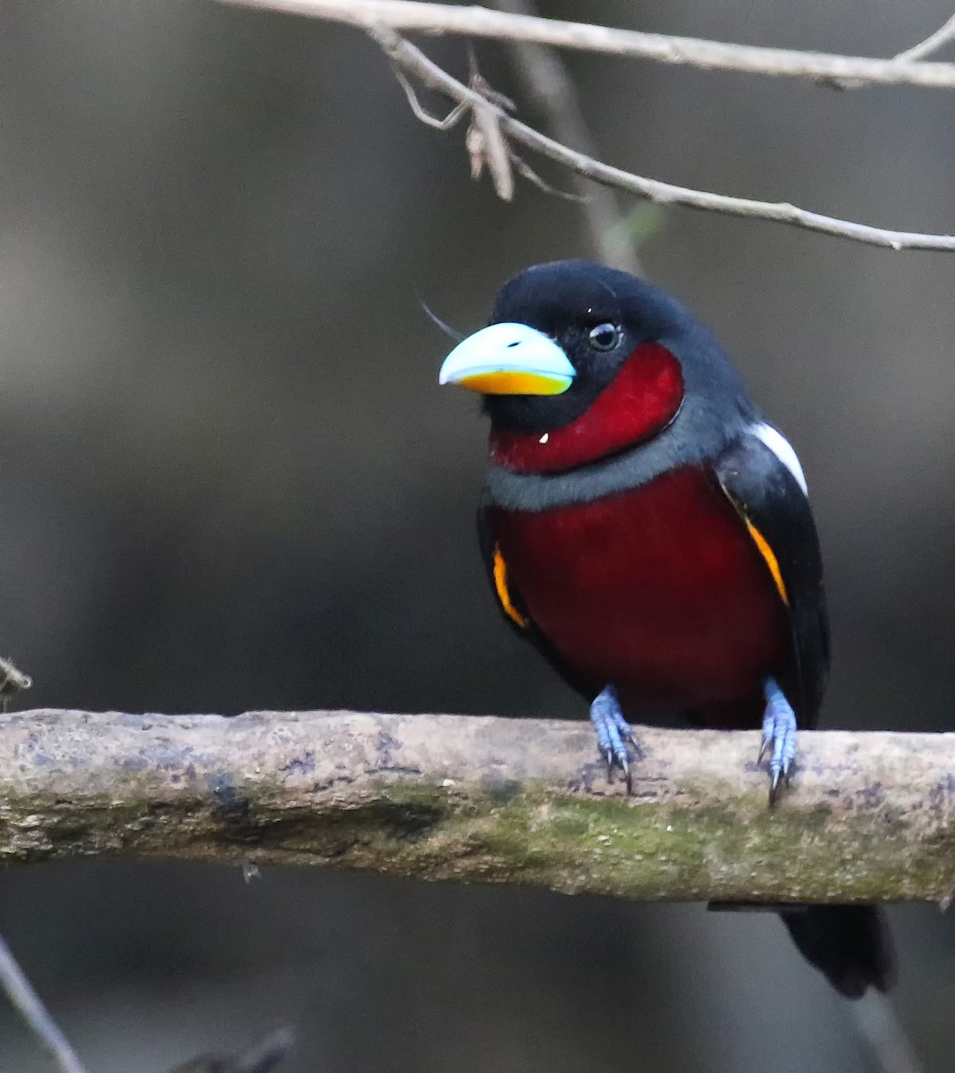 Black-and-red Broadbill - ML218457391