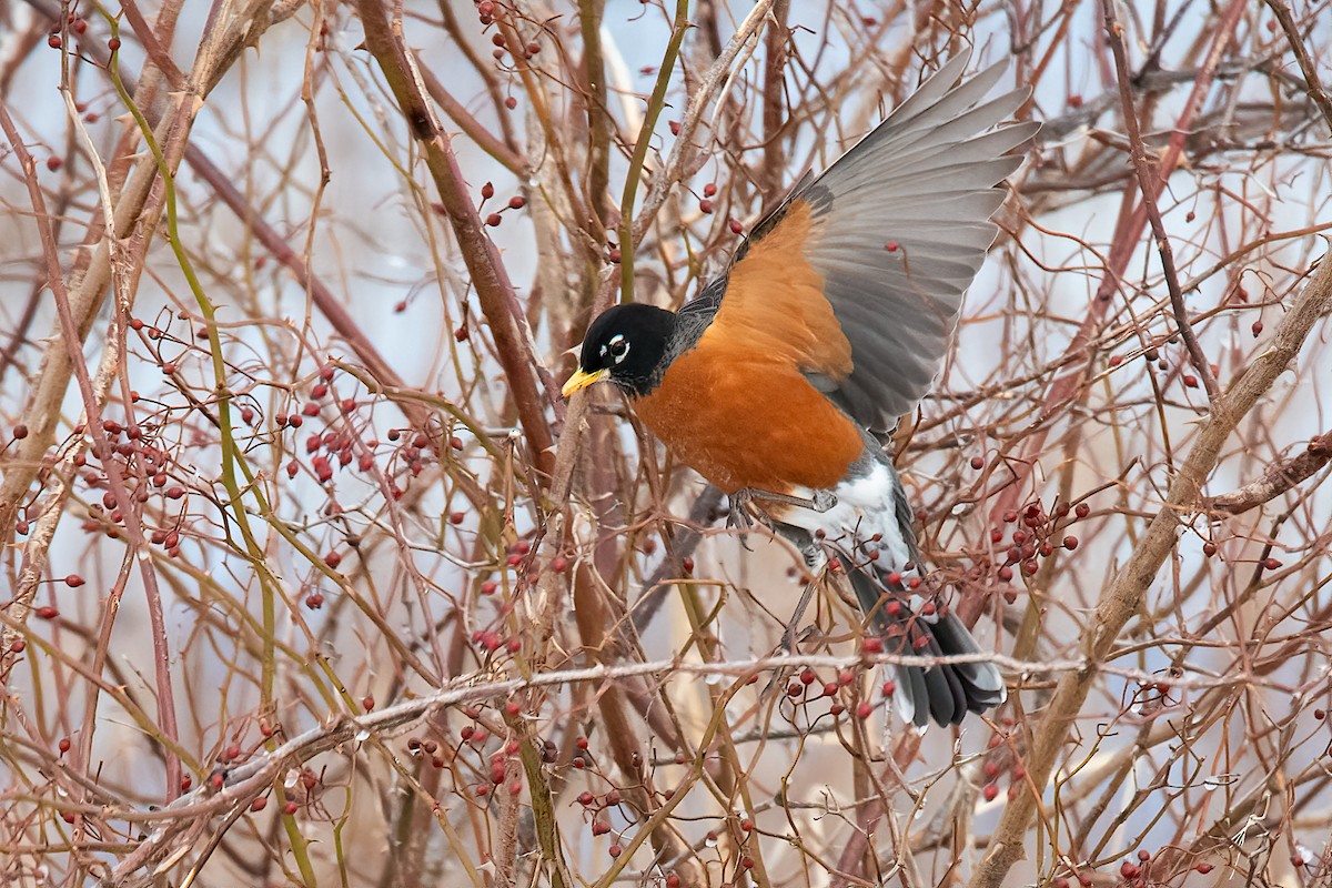 American Robin - Richard Stern