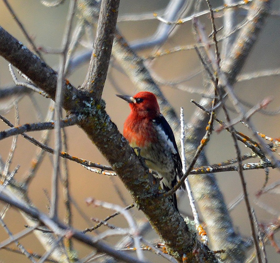 Pic à poitrine rouge - ML21845831