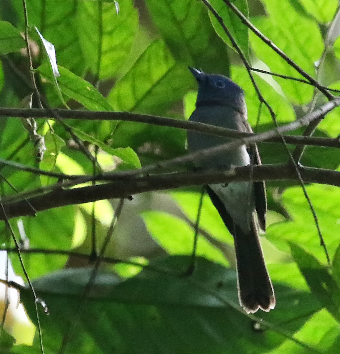 Black-naped Monarch - ML218458331