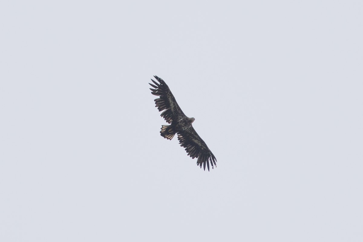 White-tailed Eagle - Cory Gregory
