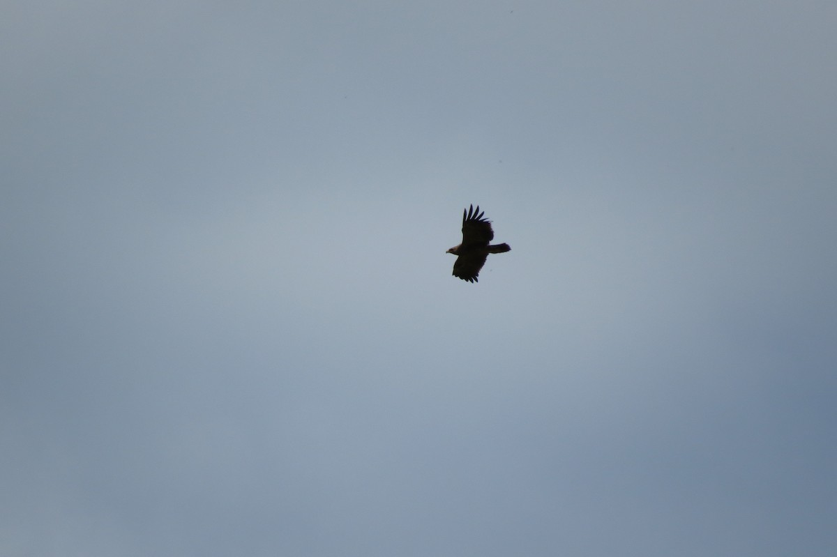 Lesser Spotted Eagle - ML218459041